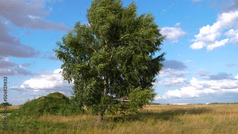 Summer countryside landscape view with bearch tree standing alone in pasture field in windy and sunny day. Summer countryside landscape view with bearch tree standing alone in pasture field in windy and sunny day.