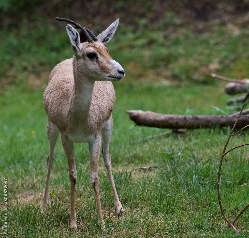 slender-horned gazelle
