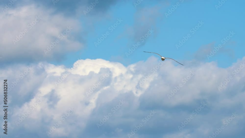 Seagull gliding in the air against blue sky with white clouds. Seagull gliding in the air against blue sky with white clouds.
