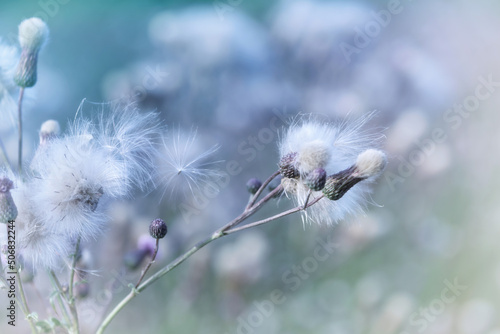 Thistle flower in bloom in summer. Plant background. Soft focus. Close up. Copy space. 
