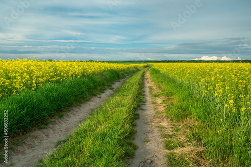 A long road between fields of yellow rapeseed