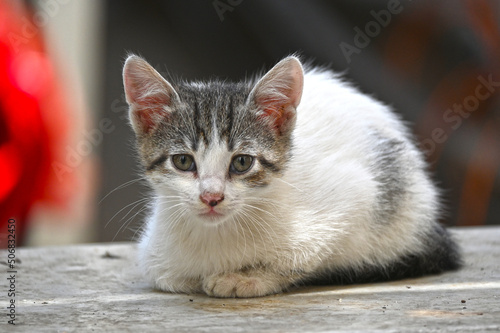 Turkish stray kitten. Homeless kitten. Istanbul Turkey,  © DRBURHAN