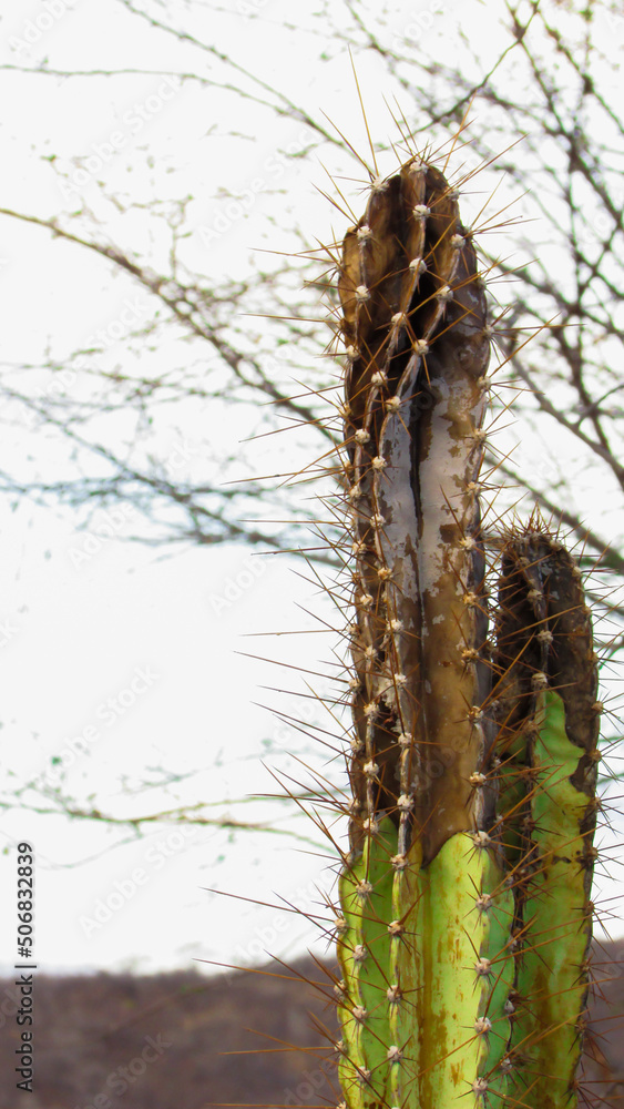 Cactus Disease" Images  Browse 57 Stock Photos, Vectors, and Video | Adobe  Stock