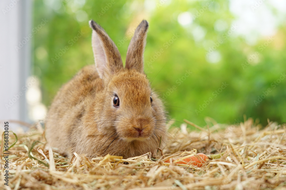 Fototapeta premium young adorable rabbit,brown fluffy bunny sitting on dry straw, easter animal symbol
