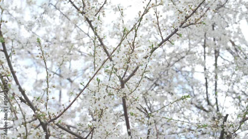 Blooming trees in spring .Flowers on tree branches Blooming trees in spring .Flowers on tree branches