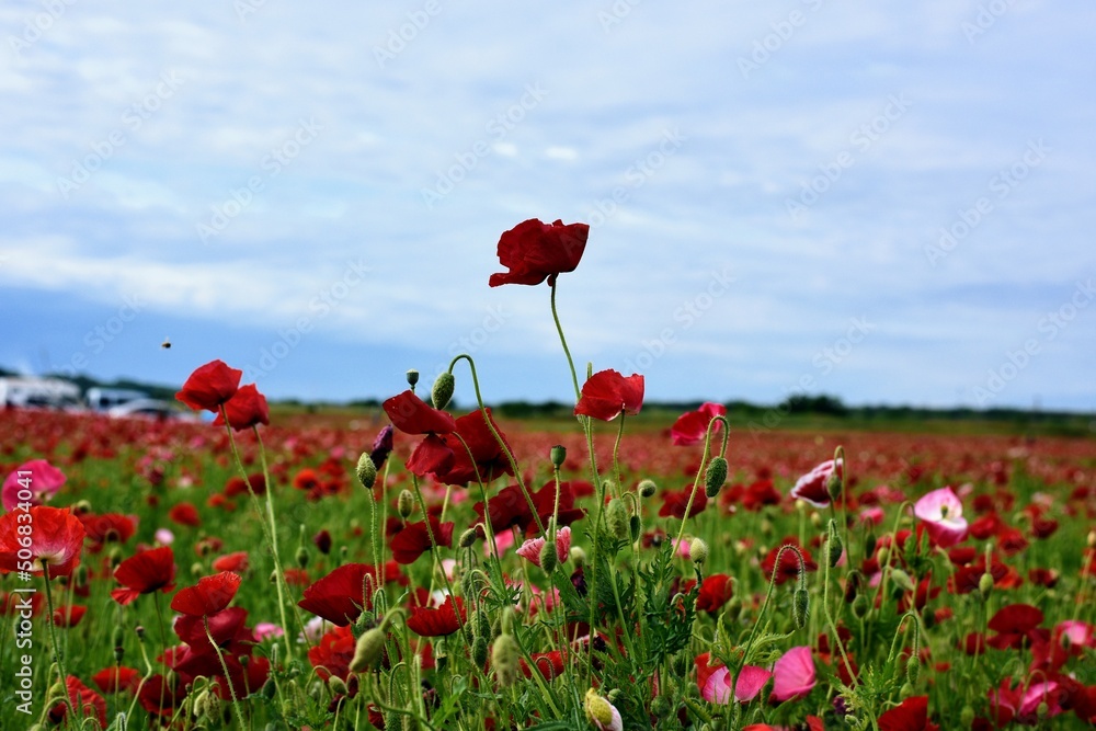 Fototapeta premium red poppy field