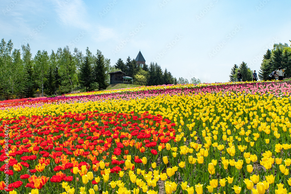 札幌市　滝野公園のチューリップ