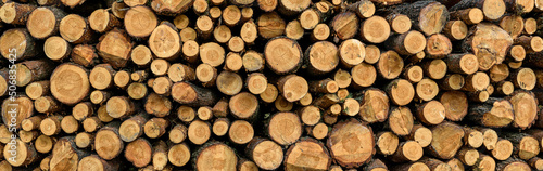 Panoramic background of a pile of cut tree trunks in the forest. Dry firewood in a pile for kindling the stove.