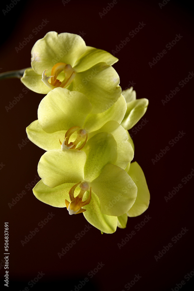 Obraz premium Yellow moth orchids on a black background