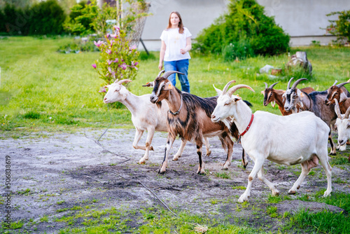 Teenager girl farmer meets sheep and goats from pasture and drives them home. Herd of goats coming back from grass field.