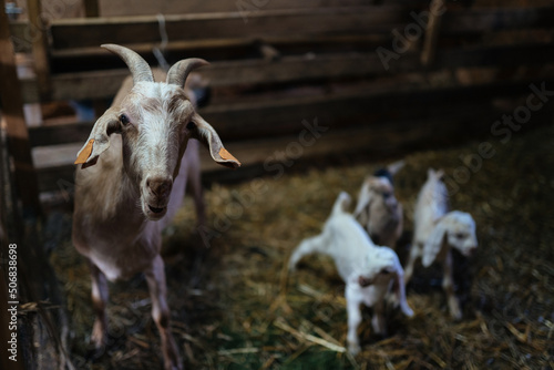 Concept of development of individual livestock in rural settlements. Goat with yeanling in farm