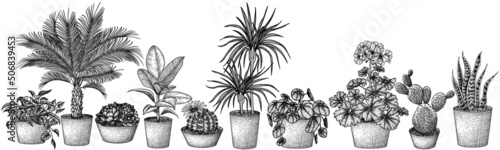 Vector set of 10 different houseplants engraving style. Graphic linear dracaena, lobivia cactus, sansevieria, ficus, scindapsus, prickly pear cactus, succulents, pilea, potted palm, geranium