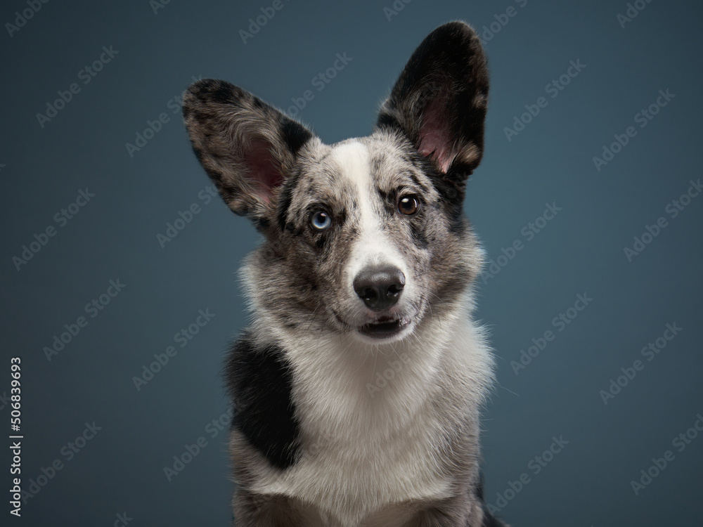 marble welsh corgi cardigan on a dark blue background. Spotted Pet marble welsh corgi cardigan on a dark blue background. Spotted Pet