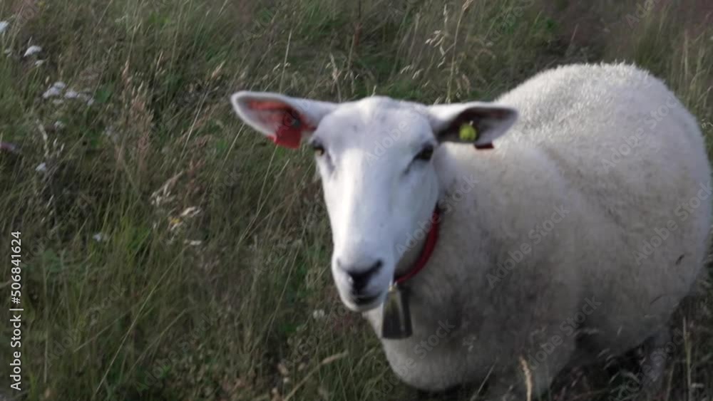 Sheep with bell close up by camera in the cost of Helgeland Northern Norway Sheep with bell close up by camera in the cost of Helgeland Northern Norway