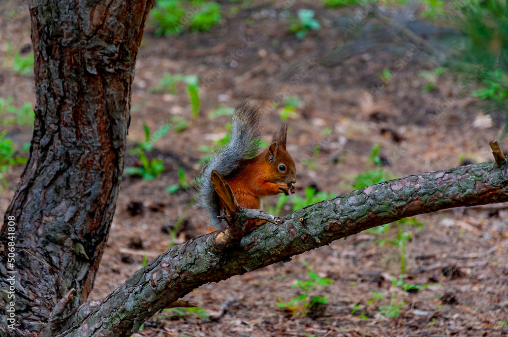 A squirrel in the forest of Samarskaya Luka National Park! A squirrel in the forest of Samarskaya Luka National Park!