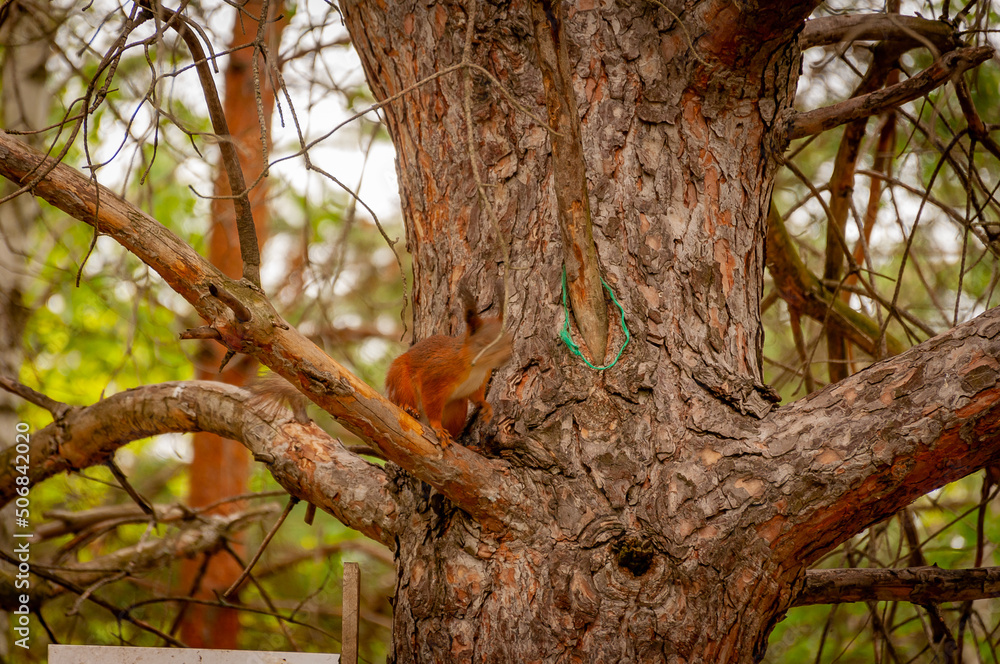 Fototapeta premium A squirrel in the forest of Samarskaya Luka National Park!