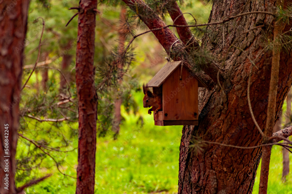 A squirrel in the forest of Samarskaya Luka National Park!