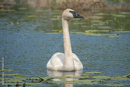 trumpeter swan on the water