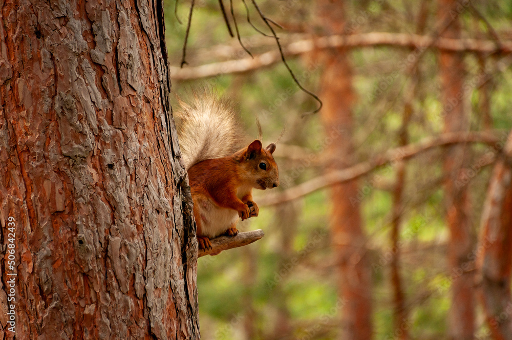 A squirrel in the forest of Samarskaya Luka National Park! A squirrel in the forest of Samarskaya Luka National Park!
