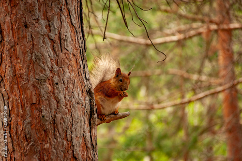 A squirrel in the forest of Samarskaya Luka National Park!