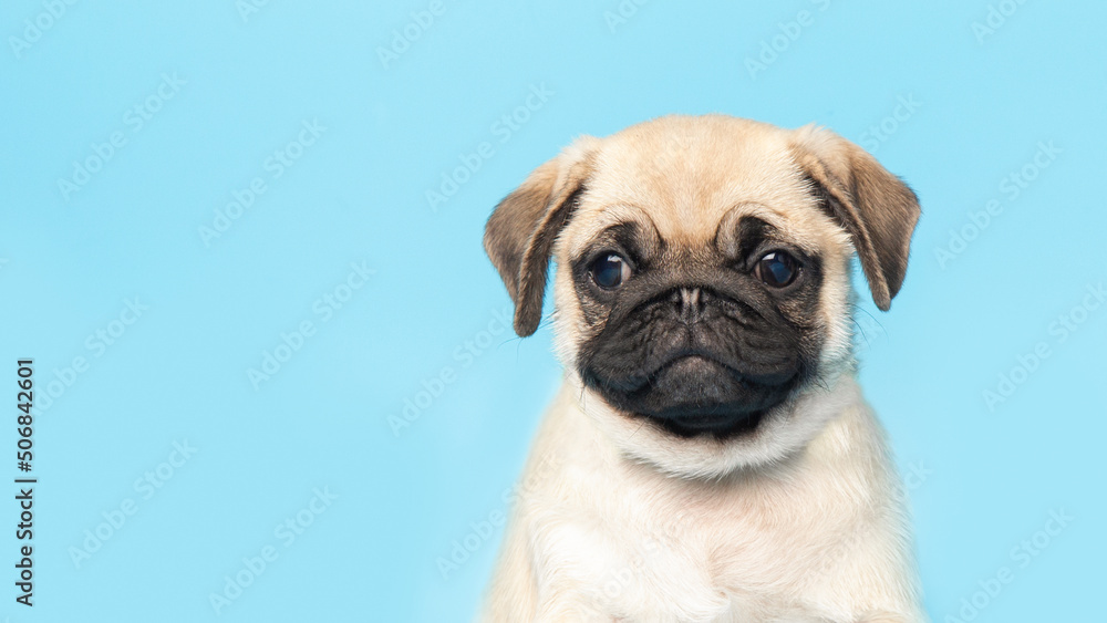 funny cute little puppy pug on bright blue pastel background. Banner adorable dog making happy face and smiling studio portrait. Purebred Dog Concept