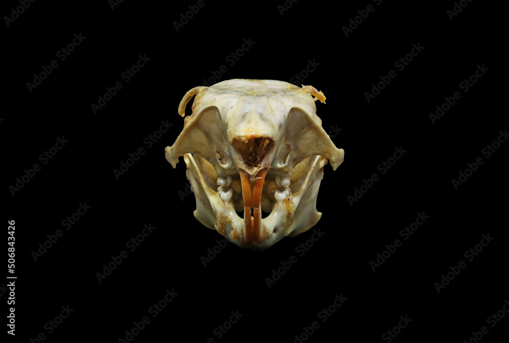 Eastern Fox Squirrel Skull