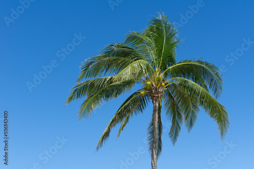 Lonely coconut tree against the blue sky. Green palm tree with fruits on a bright sunny day.