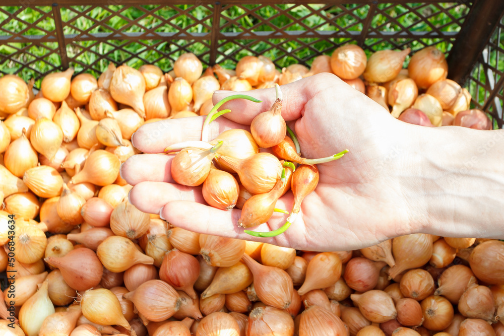 Golden ripe onion, blurred background Golden ripe onion, blurred background