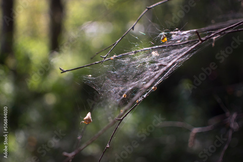 Wallpaper Mural Cobweb on the bushes in the green forest. Torontodigital.ca