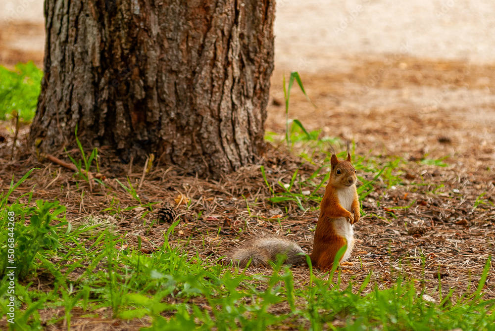 A squirrel in the forest of Samarskaya Luka National Park! A squirrel in the forest of Samarskaya Luka National Park!