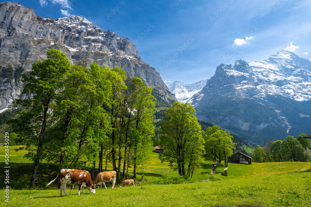 amazing landscape of swiss Alps with meadow and cows in Grindelwald in Switzerland