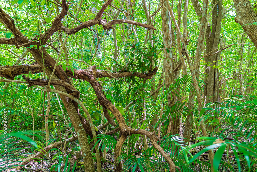 Zanzibar Jozani rain forest. Jozani-Chwaka Bay Conservation area, Tanzania, Africa