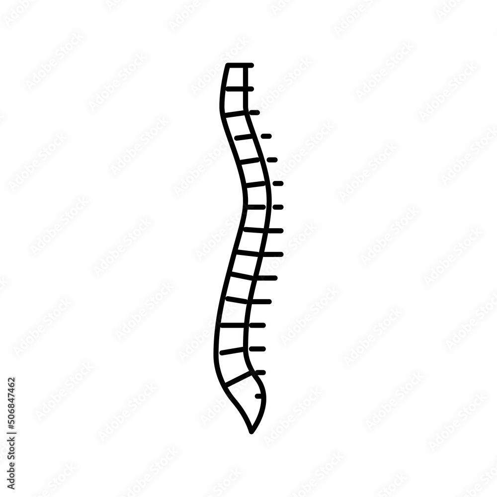 spine bone line icon vector illustration spine bone line icon vector illustration