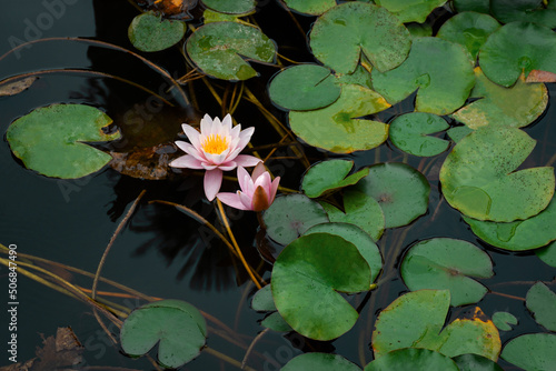 Pink lotuses bloom on an ornamental pond in the garden. Lotus flower Marliacea Rosea or pink water Lily lat. Nymphaea. Floral natural background. Bright sunlight.One flower close-up in selective focus