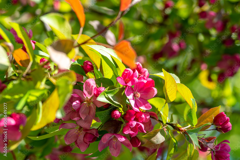 Flowering branches of the decorative apple tree malus ola close-up. A  spring tree blooms with pink petals in a garden or park Stock Photo | Adobe  Stock