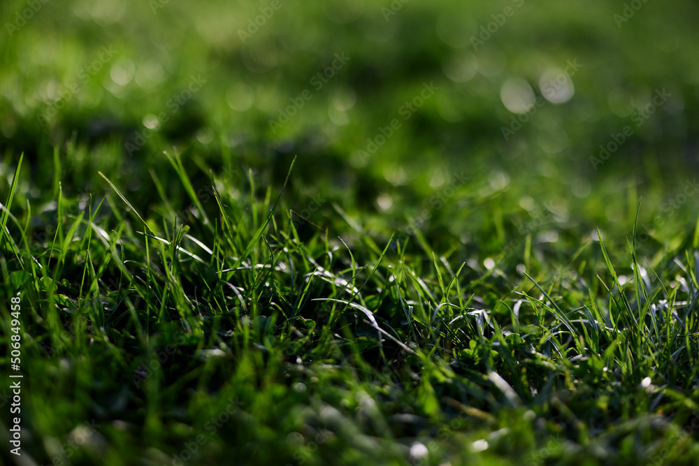 Fototapeta premium View of young green grass in a park, taken close-up with a beautiful blurring of the background. Screensaver photo
