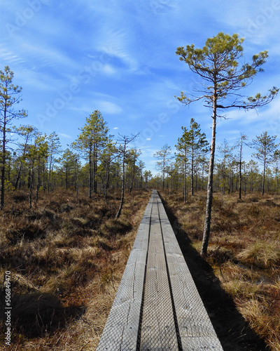 railway in the bog
