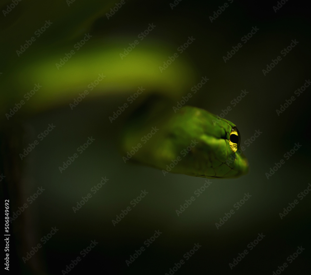 Fototapeta premium green tree snake