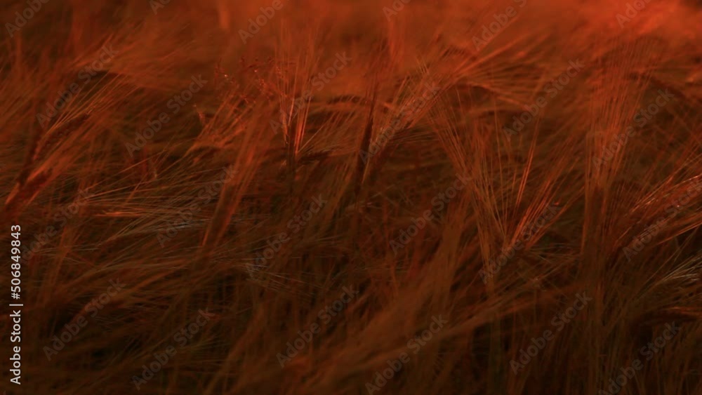 Sun shines on the ripe barley on the field. Sun shines on the ripe barley on the field.