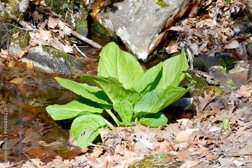 Skunk Cabbage (Symplocarpus foetidus) Growing in a Small Creek Stock