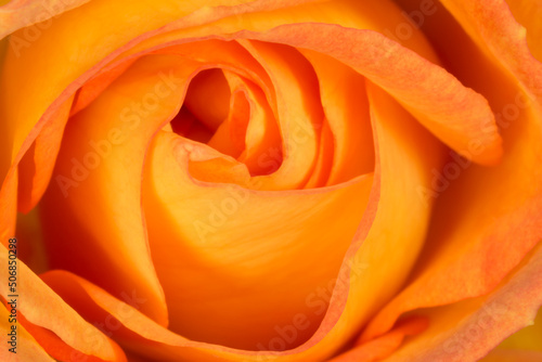 close up of beautiful orange rose