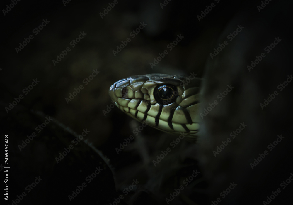 Fototapeta premium snake on a tree
