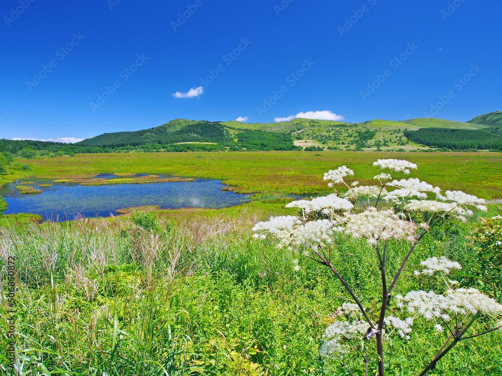 夏の湿原とシシウドの花(霧ヶ峰･八島ヶ原湿原) Stock Photo | Adobe Stock