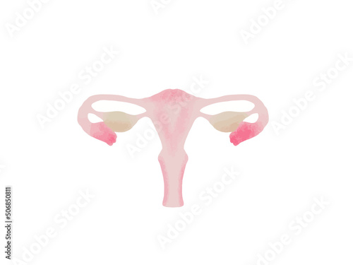 Watercolor illustration of hand painted pink abstract anatomical scheme of women reproductive system organs, ovary, uterus, vagina, fallopian tubes, cervix and human lungs. Banner of internal organs