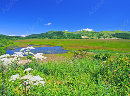 夏の湿原とシシウドの花(霧ヶ峰･八島ヶ原湿原)