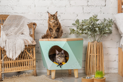 Two Meikun cats and a pet house in the room.