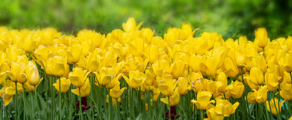 Fototapeta premium Beautiful yellow tulips in a tulip field. Spring time. Colorful photo.