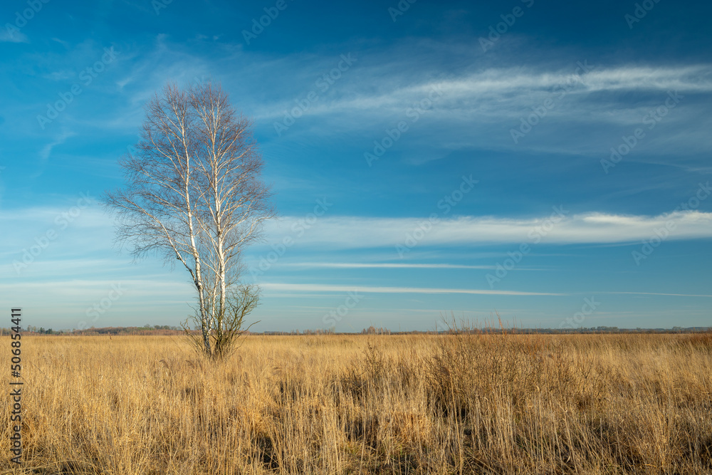 Fototapeta premium A solitary birch tree growing on a dry steppe meadow