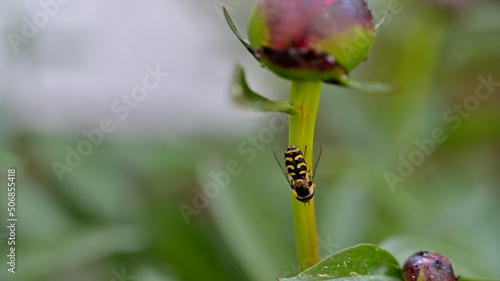 FLOWER,TREE,PLANTS,ANIMALS, LANDSCAPE