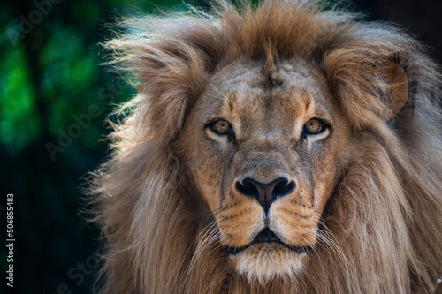 Portrait of a male lion head